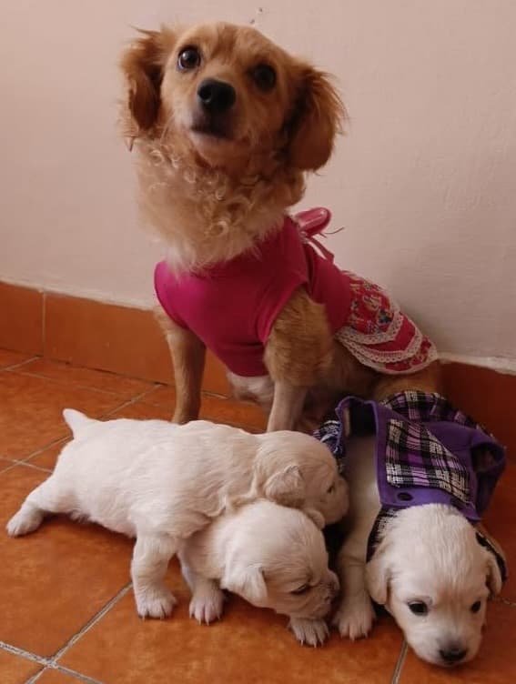 Chiqui, Fiona, Kira +2 (2/15)