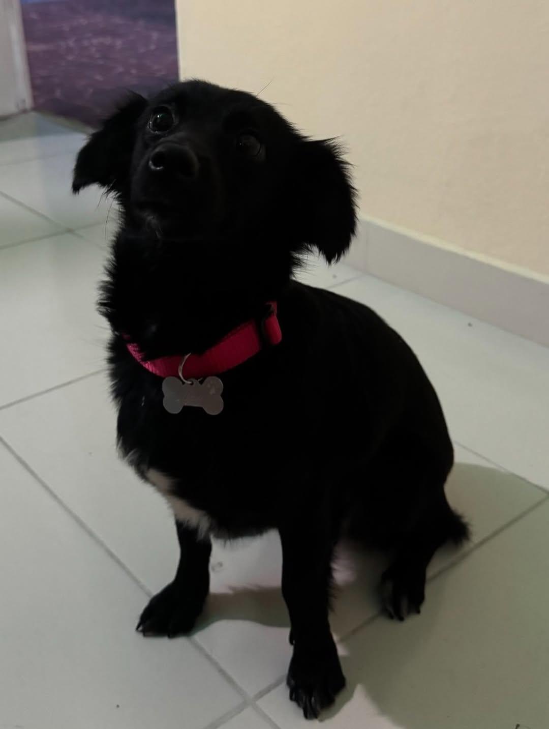 Chiqui, Fiona, Kira +2 (11/15)