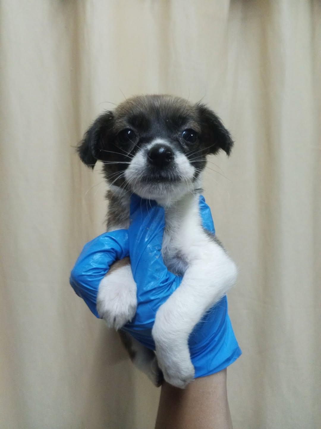 Chiqui, Fiona, Kira +2 (13/15)
