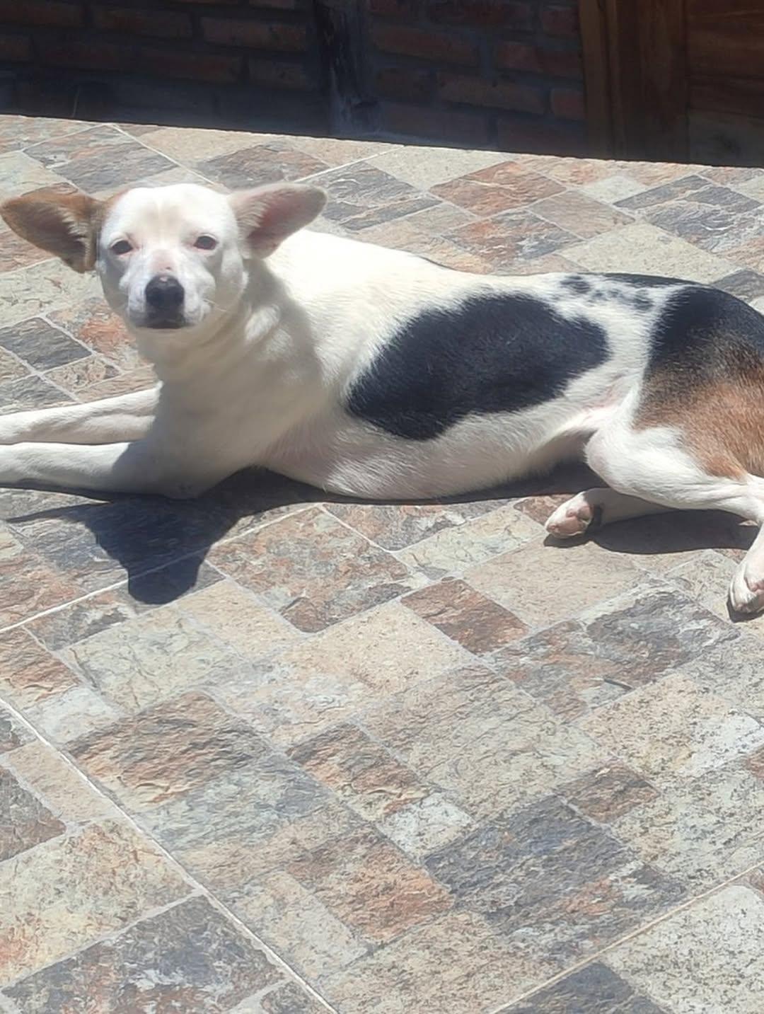 Chiqui, Fiona, Kira +2 (4/15)