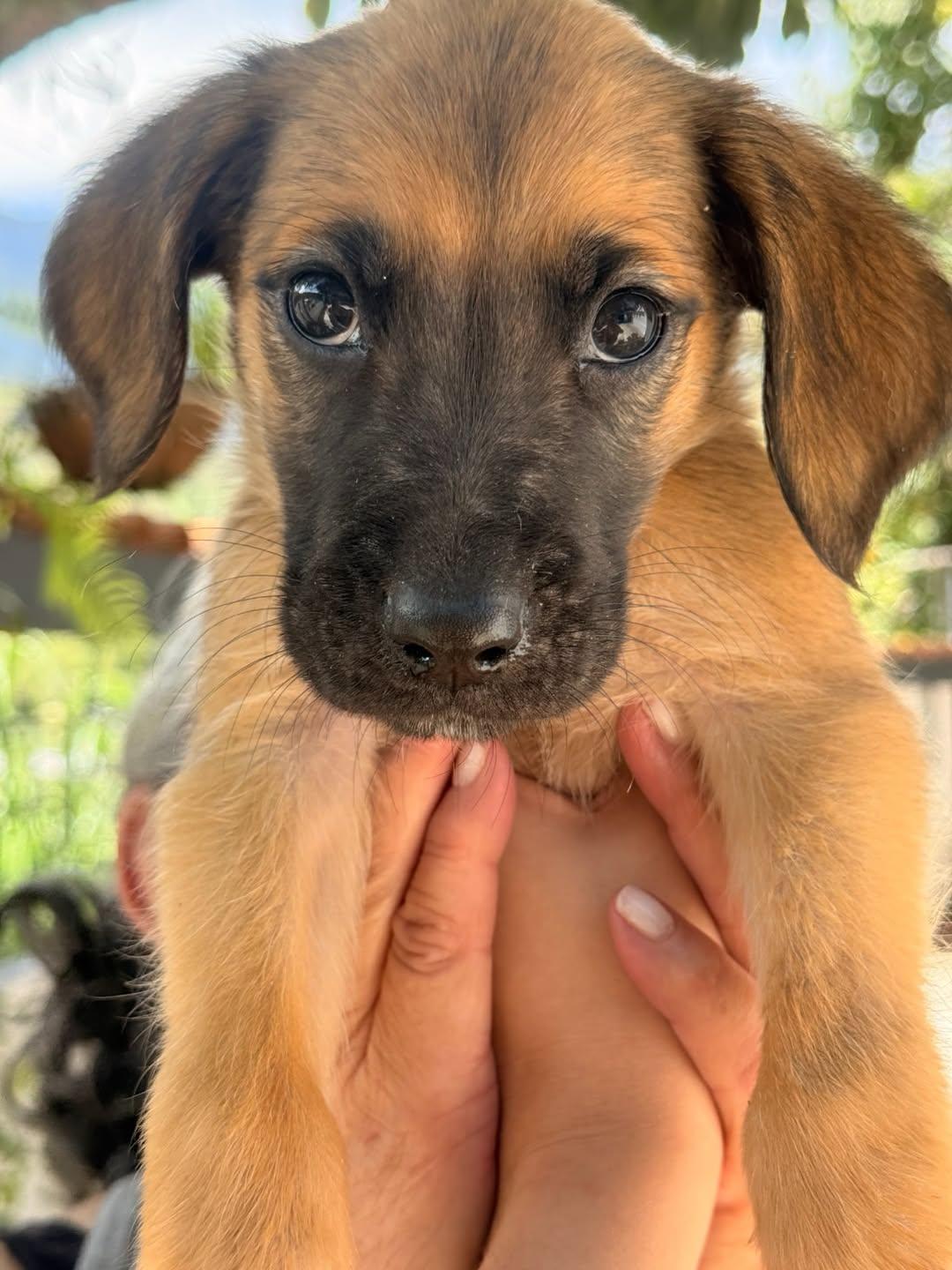 Chiqui, Fiona, Kira +2 (5/15)
