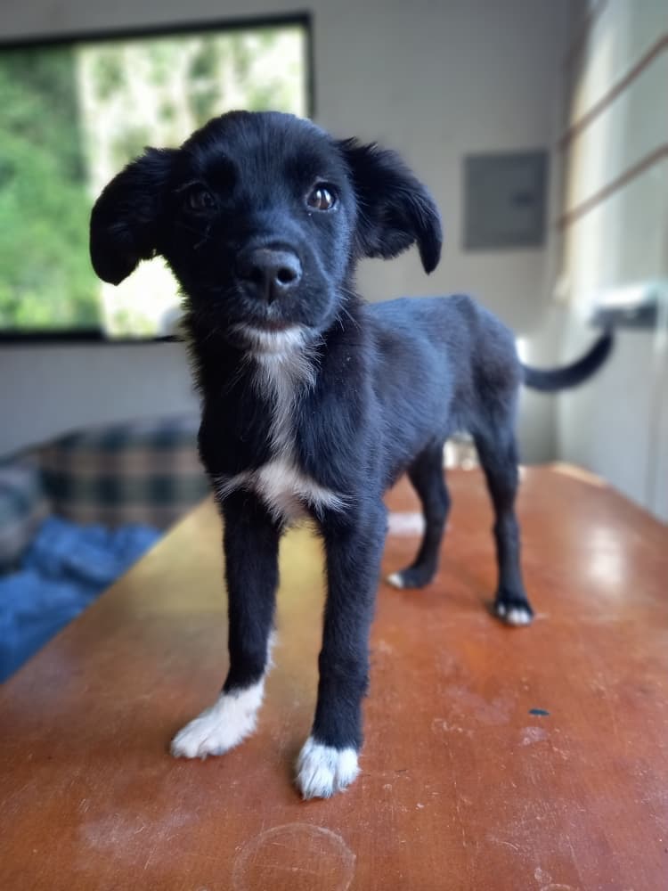 Chiqui, Fiona, Kira +2 (8/15)