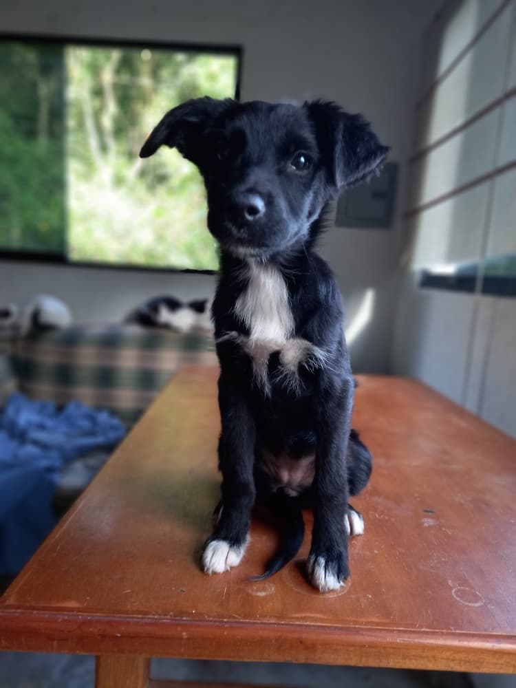 Chiqui, Fiona, Kira +2 (9/15)