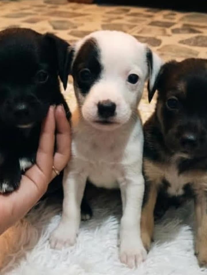 Chiqui, Fiona, Kira +2 (10/15)