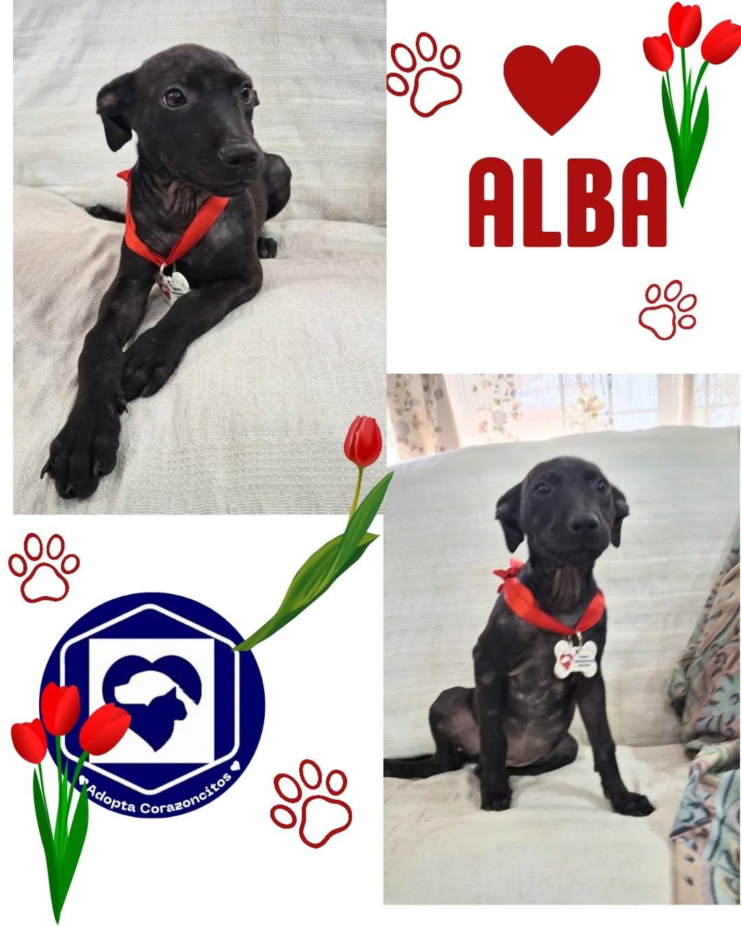 Alba
