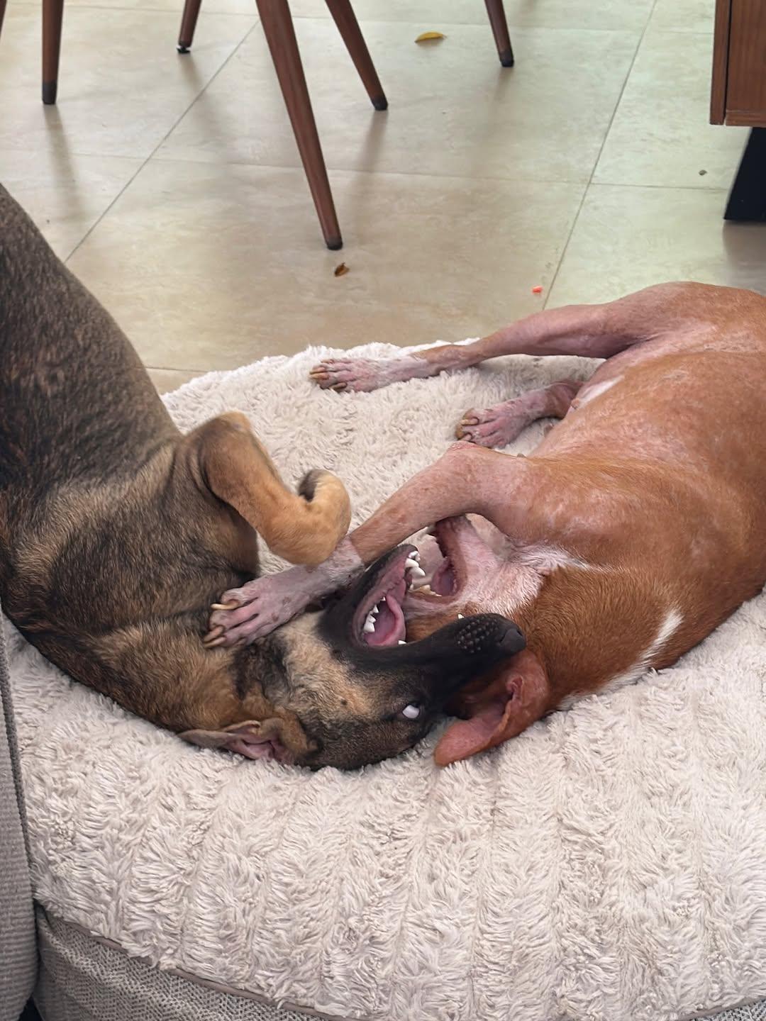 Iza, Quinoa (5/8)
