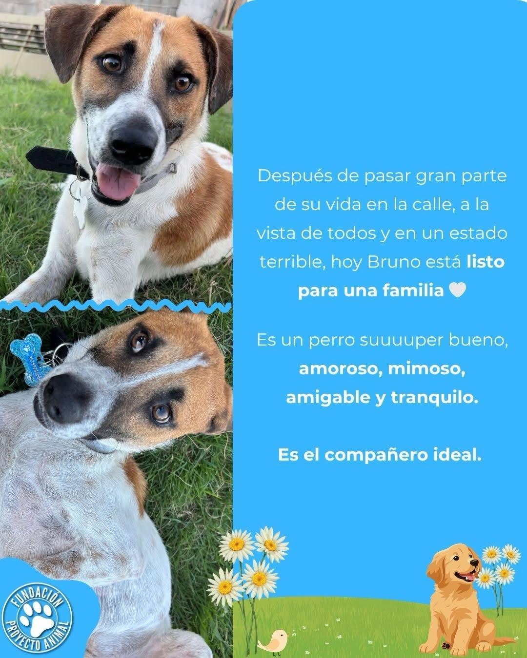 Bruno (2/4)