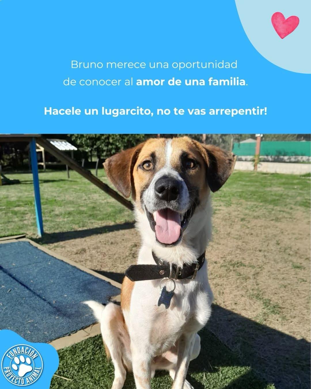 Bruno (3/4)