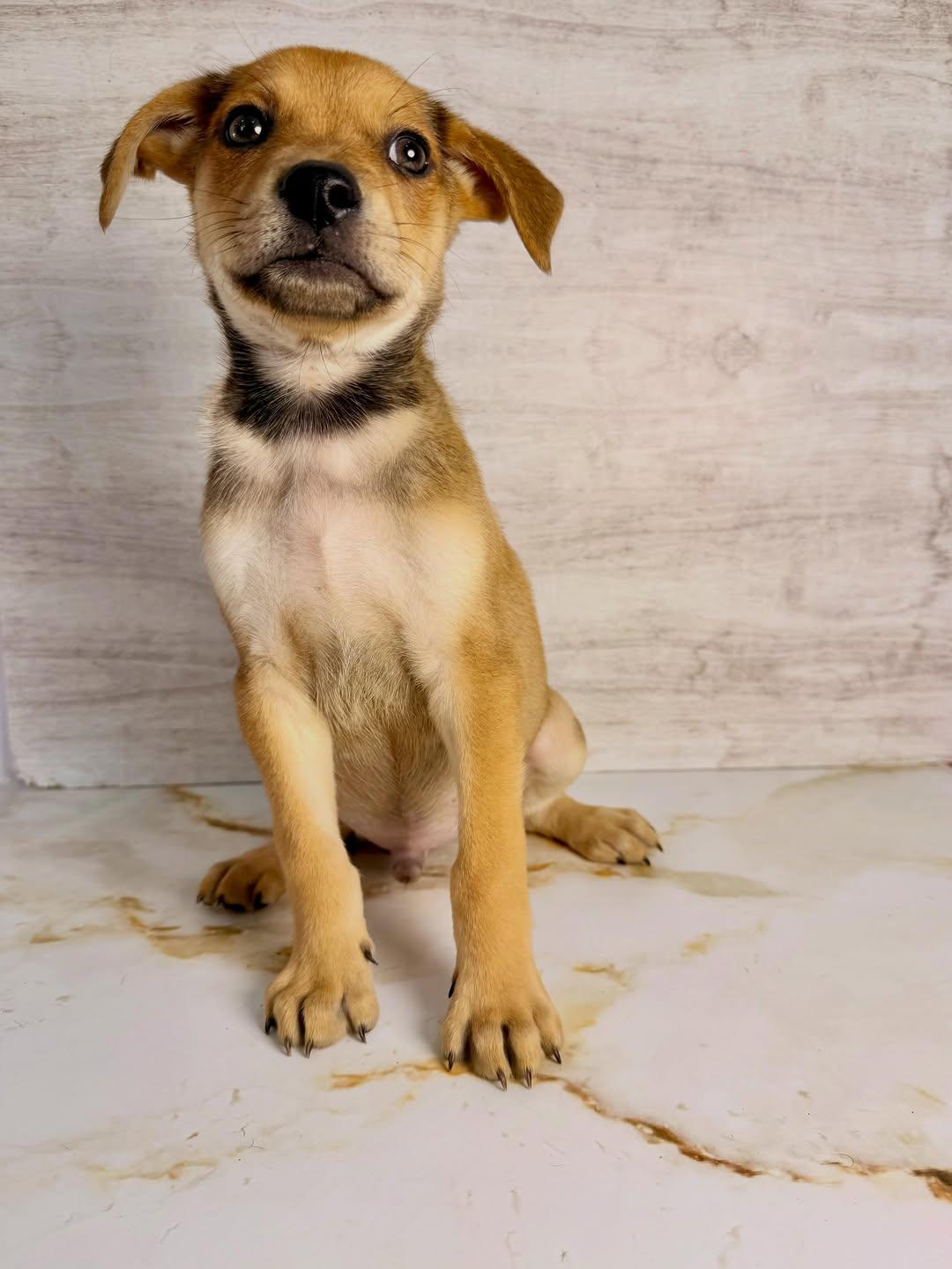 Canelo