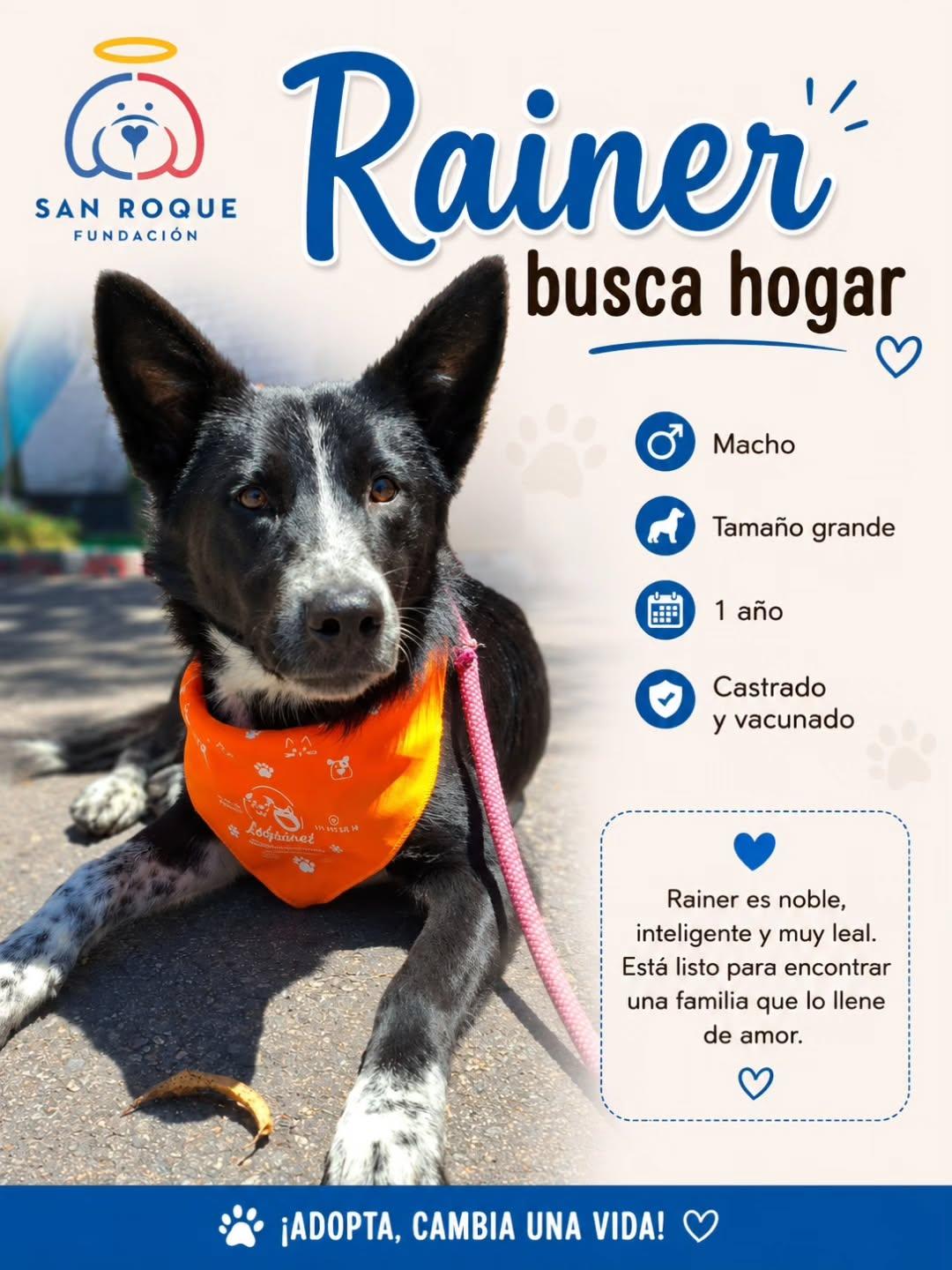 Rainer