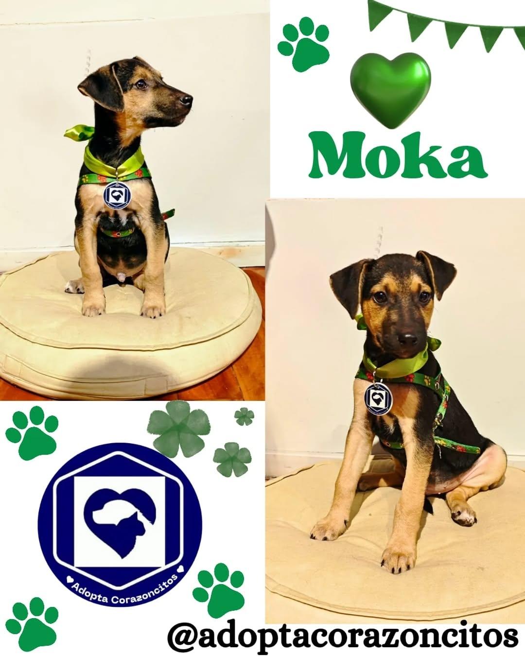 MoKa, Trufa (1/2)