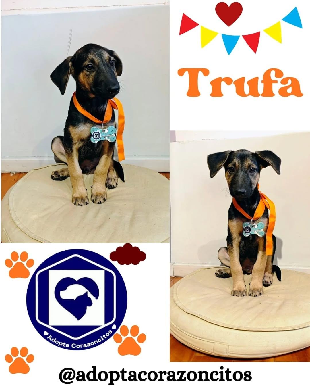 MoKa, Trufa (2/2)