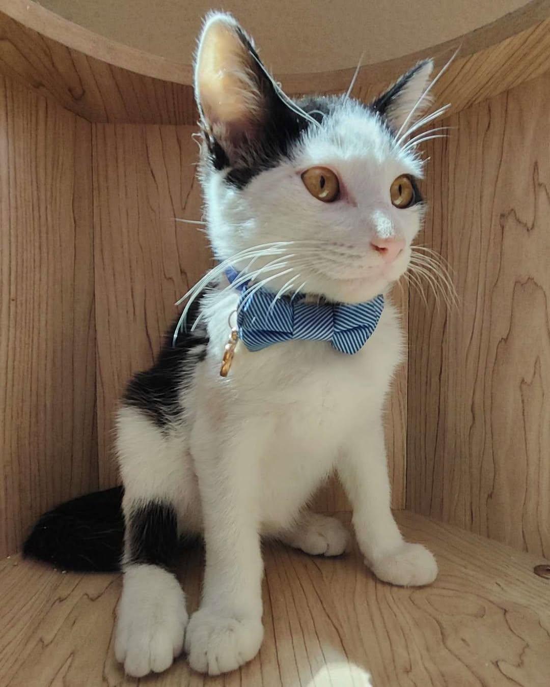 Oreo, Ares (2/2)