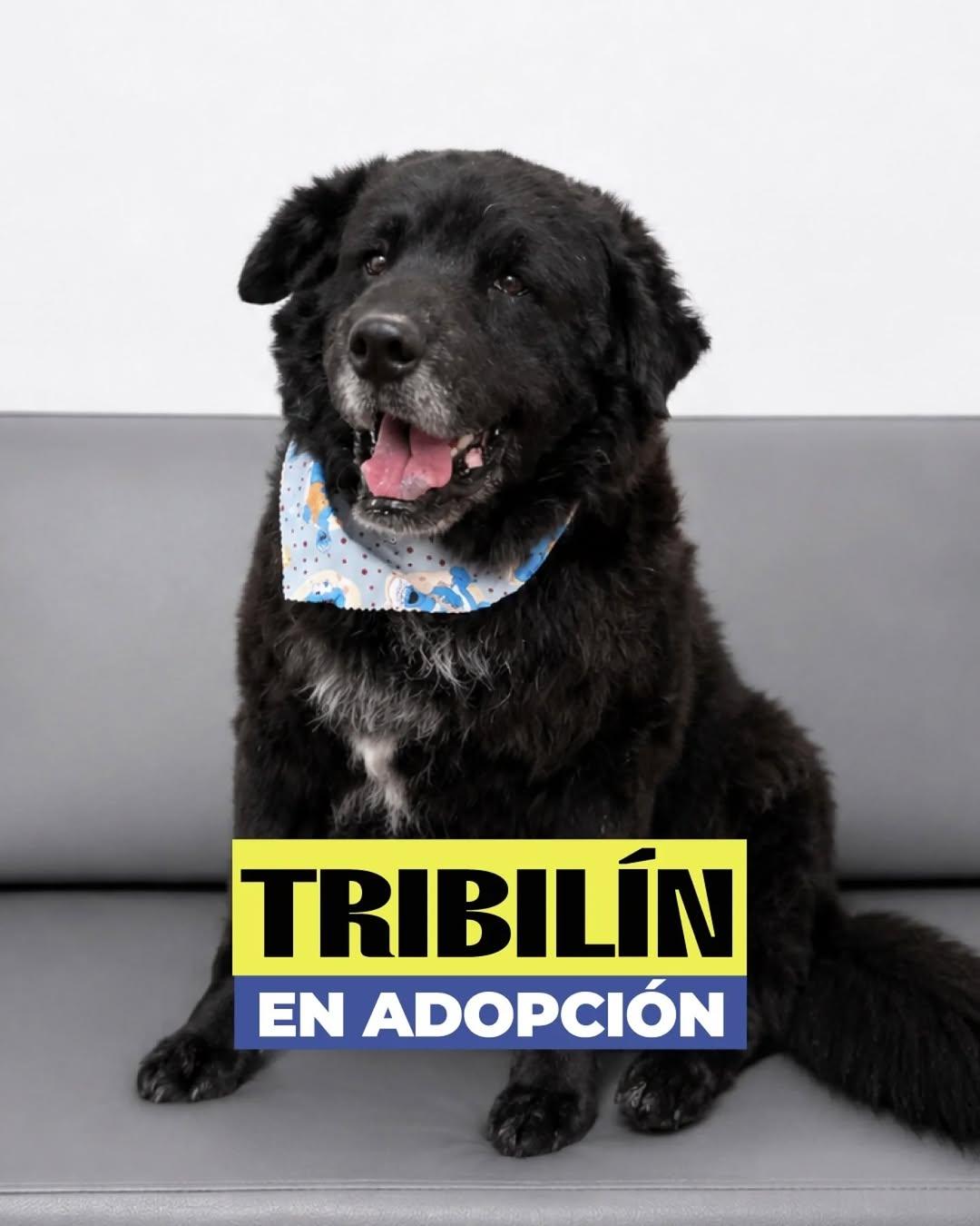 Tribilín (1/4)