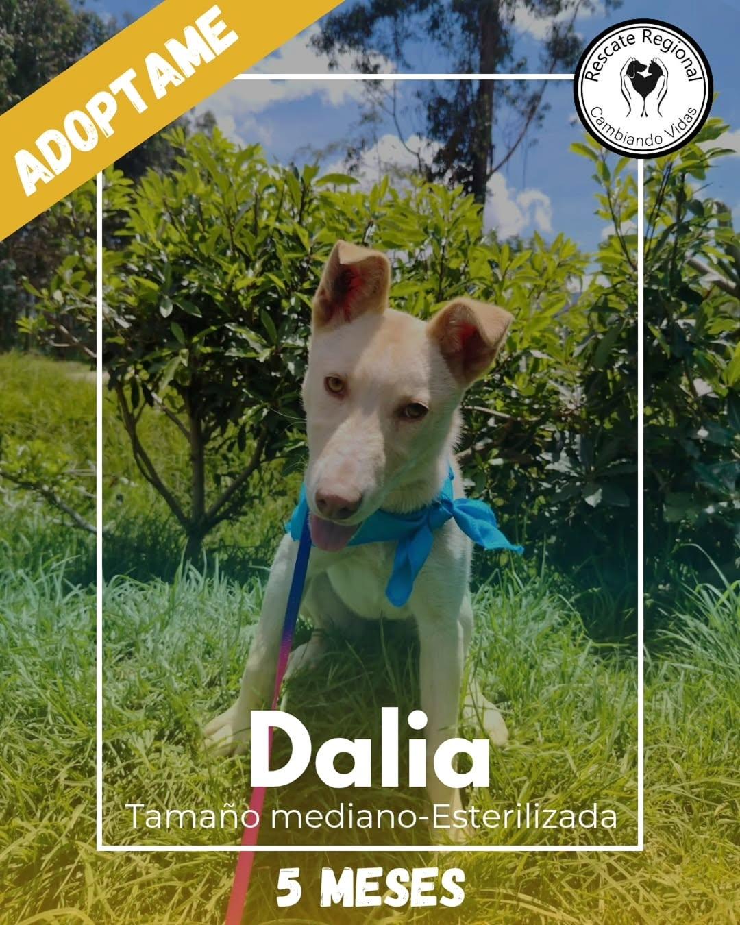 Dalia (1/5)