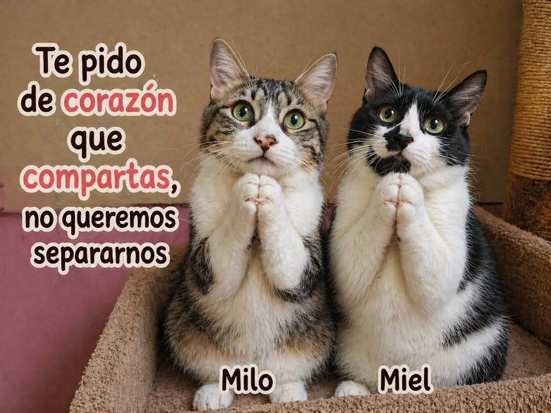 Miel, Milo