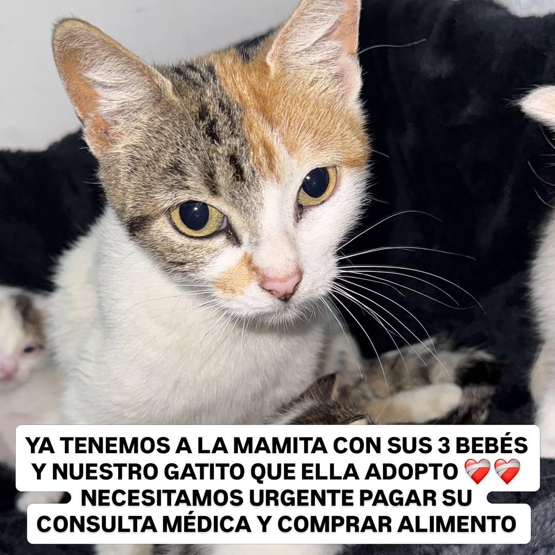 Bebito (1/3)