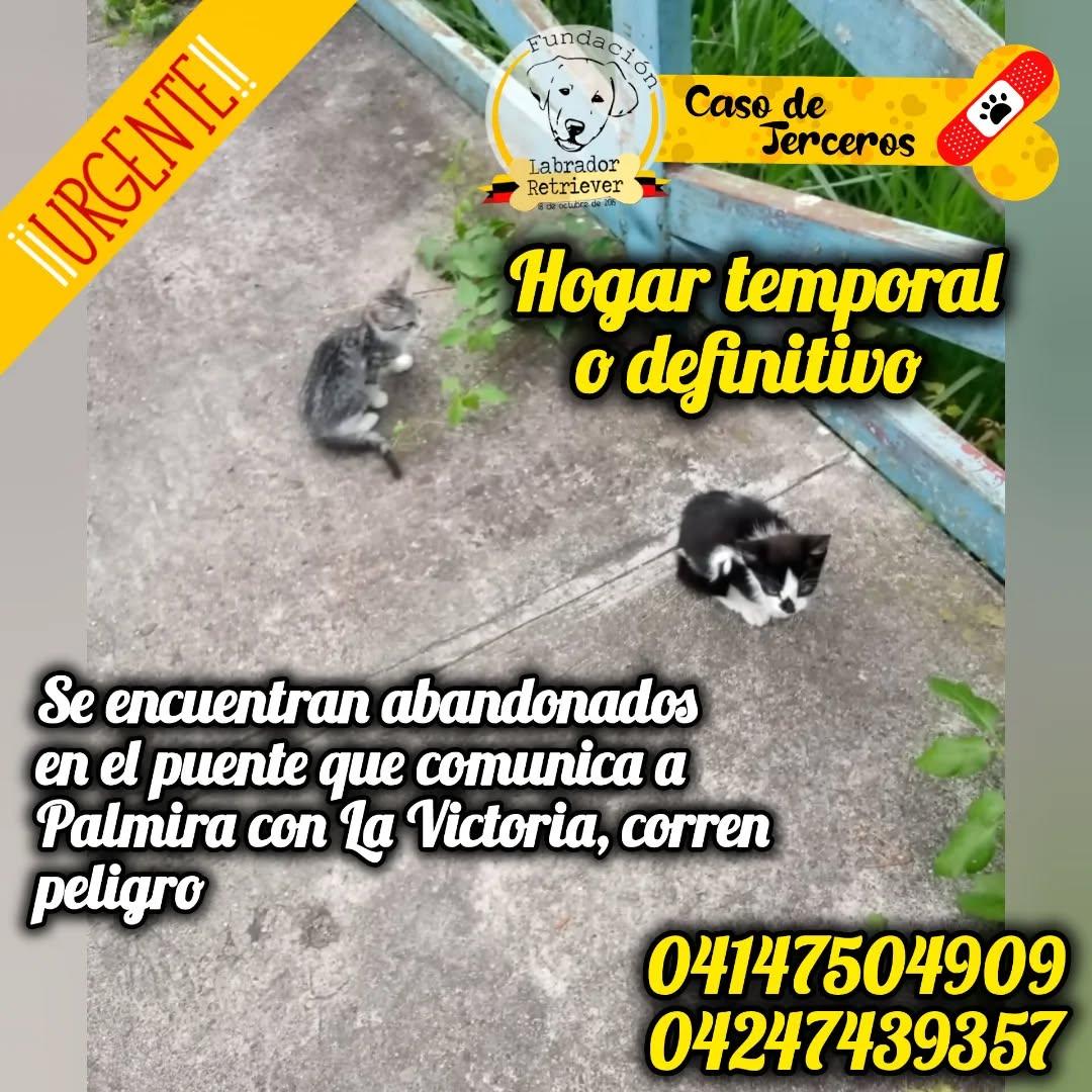 2 animalitos