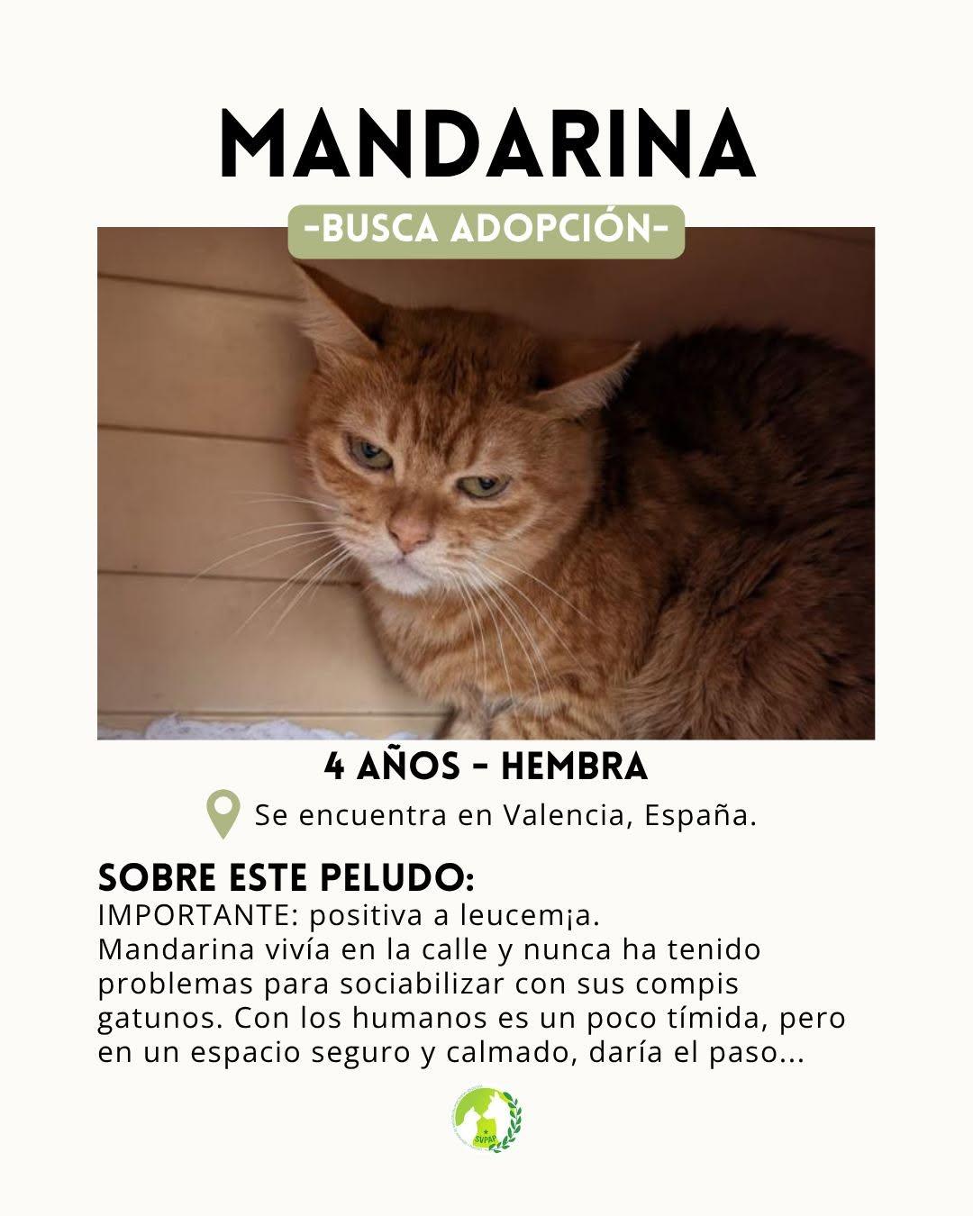 Mandarina (2/6)