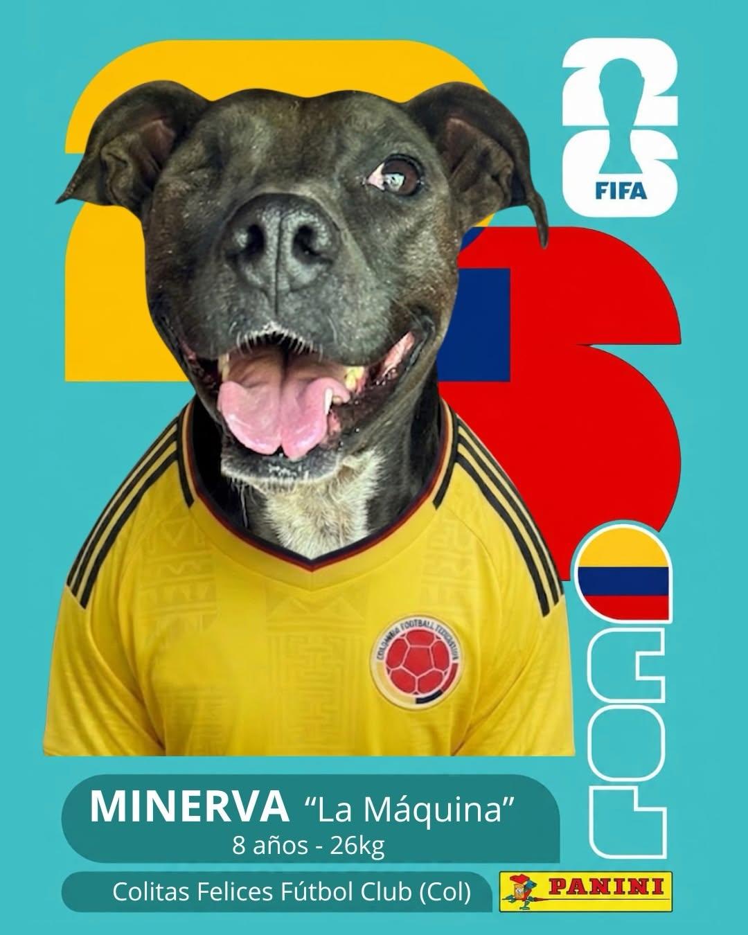PACO (6/11)