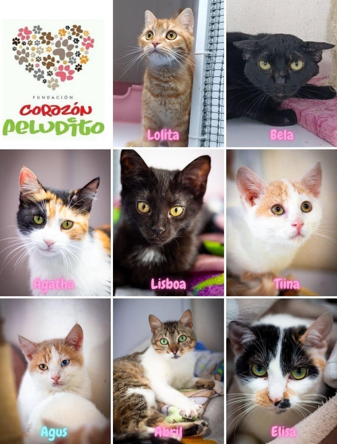 Lolita, Bela, Agatha +7 (1/4)