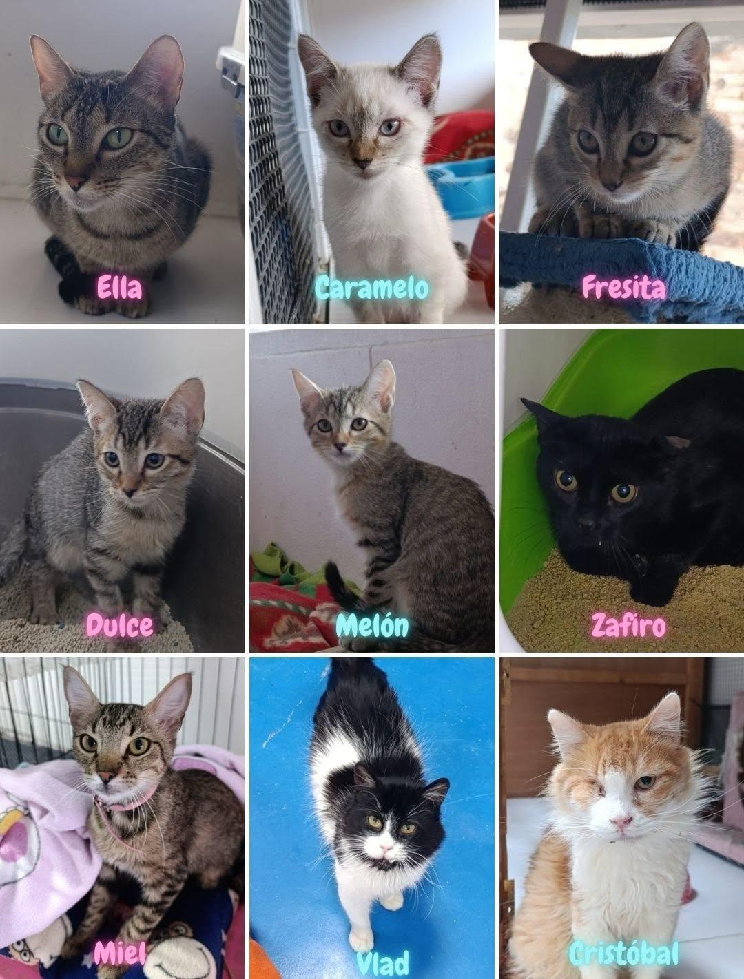 Lolita, Bela, Agatha +7 (2/4)