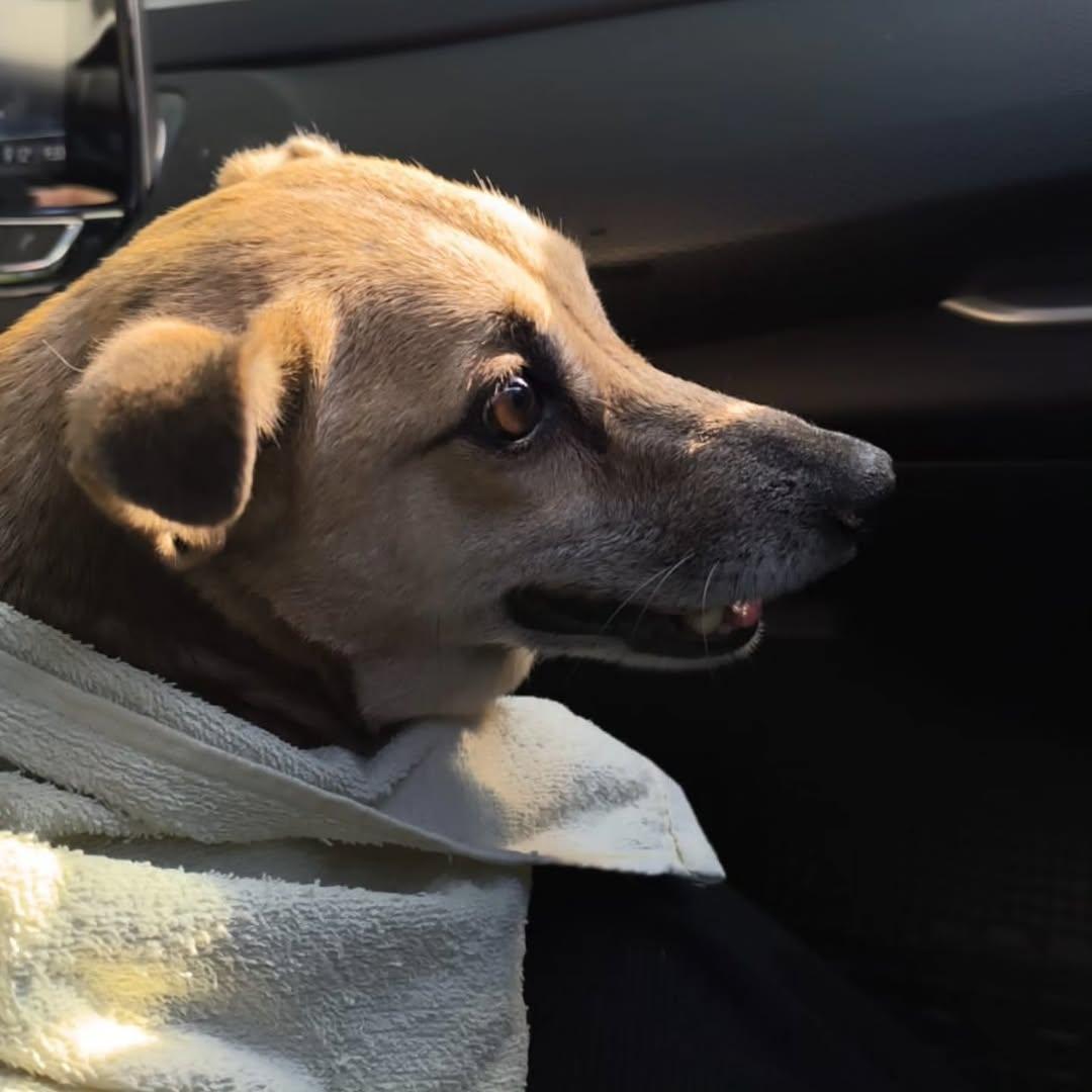 Chiqui (7/11)