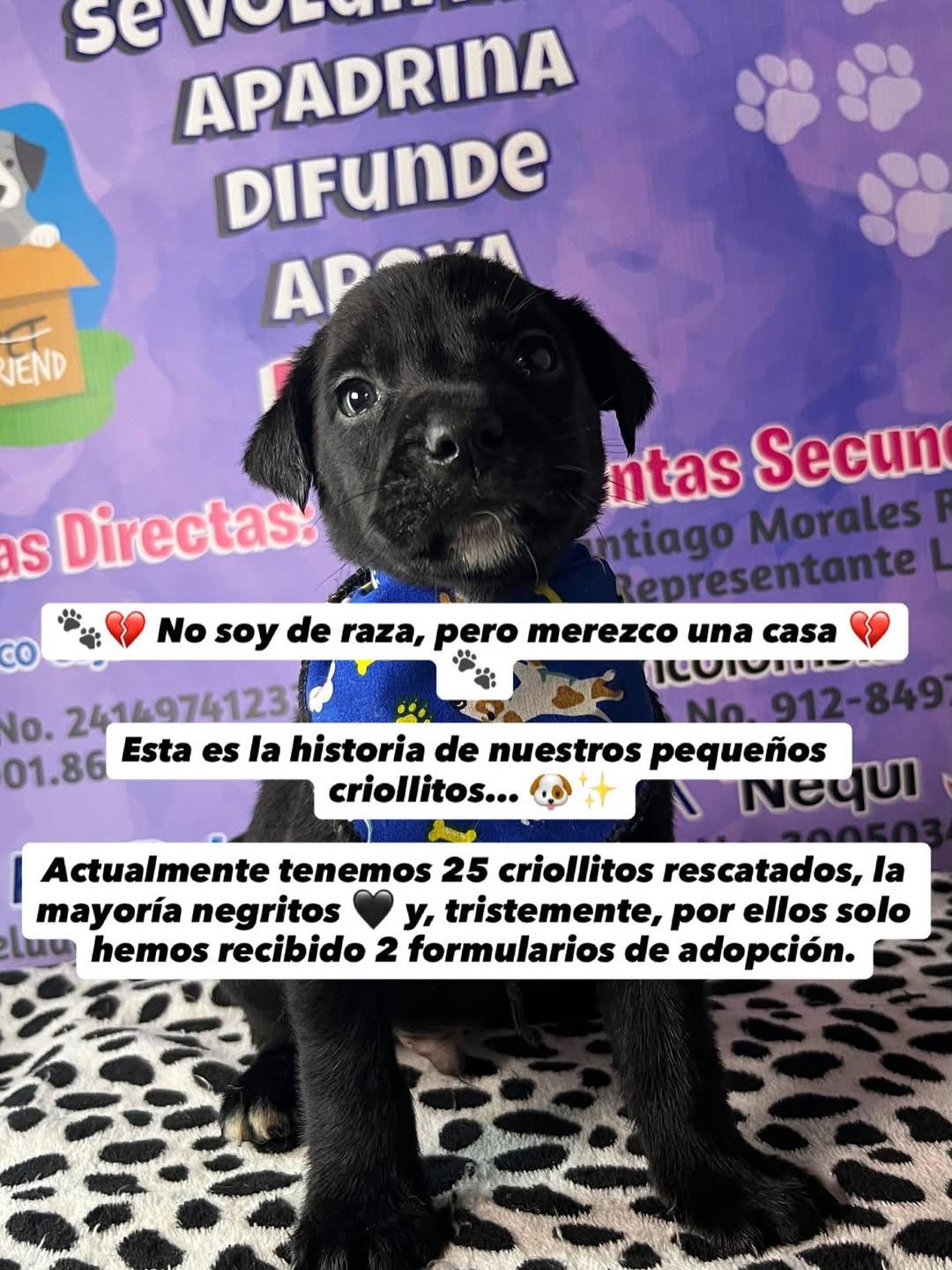 Balvin, Hallie (2/7)