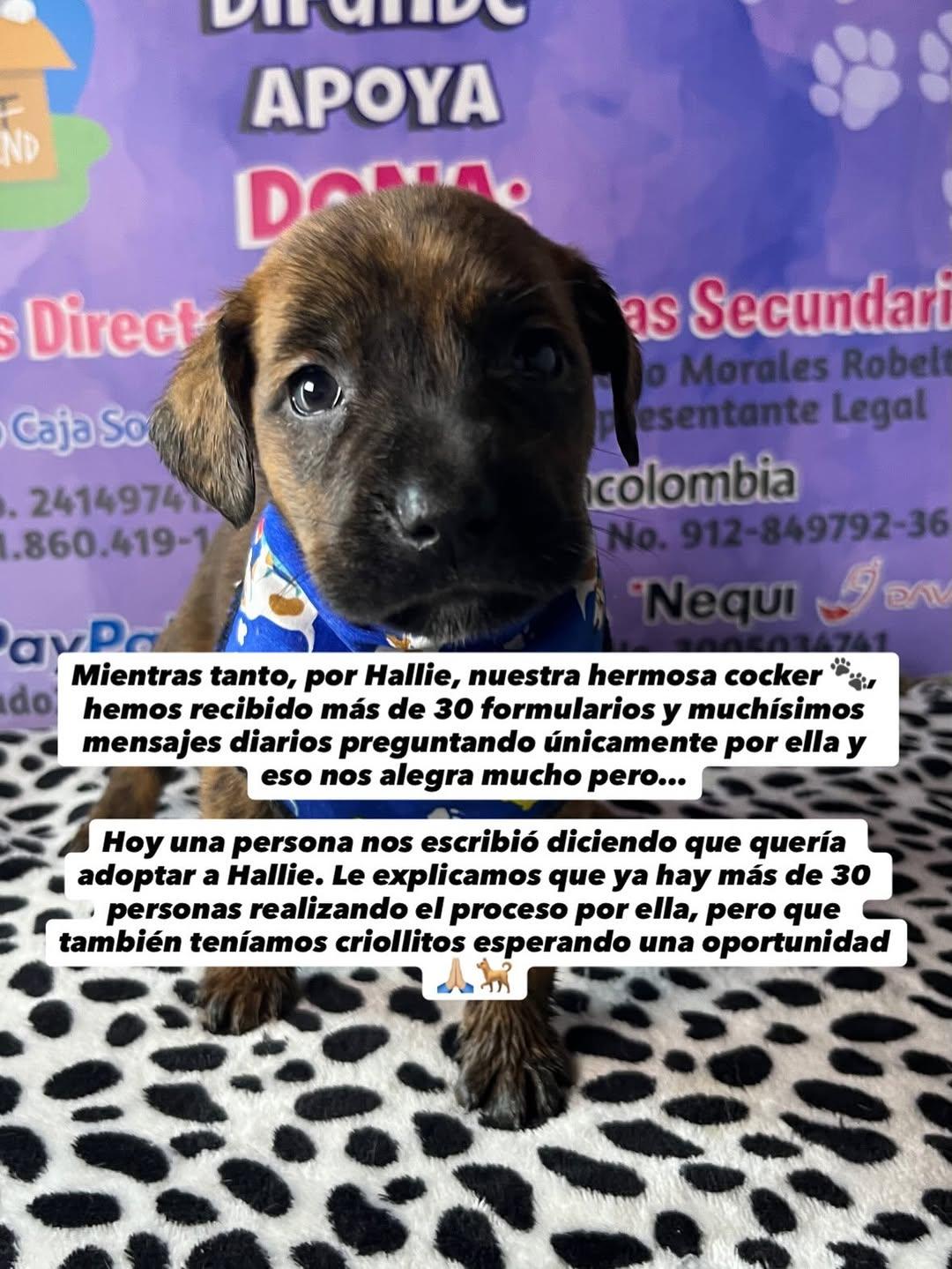 Balvin, Hallie (4/7)