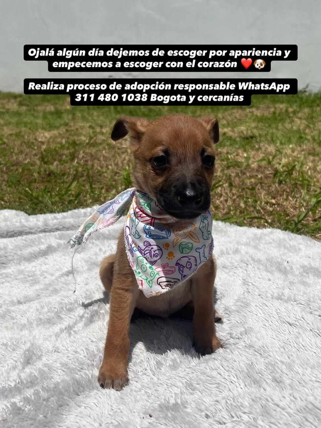 Balvin, Hallie (7/7)