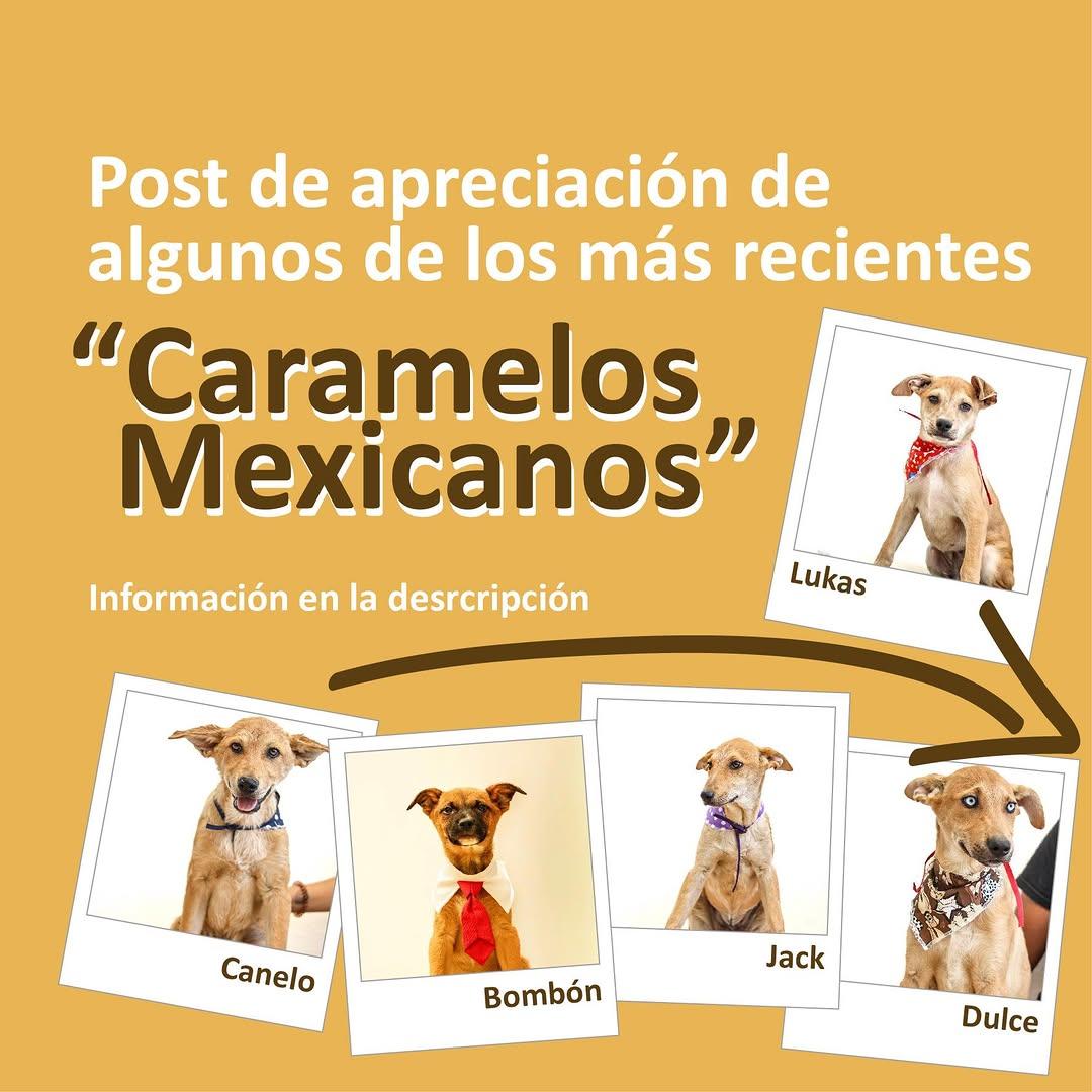 Lukas, Canelo, Bombón +2 (1/6)
