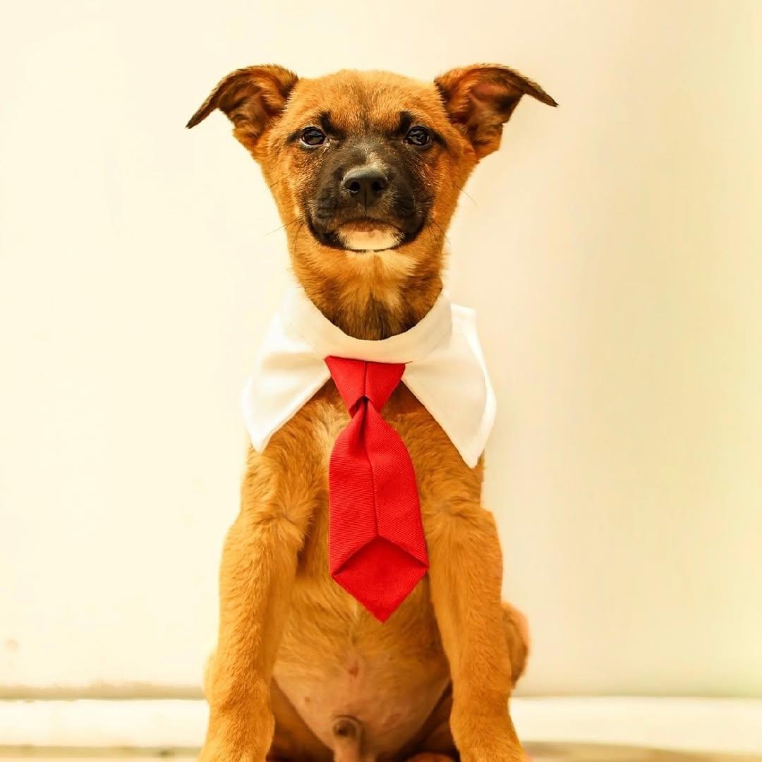 Lukas, Canelo, Bombón +2 (4/6)