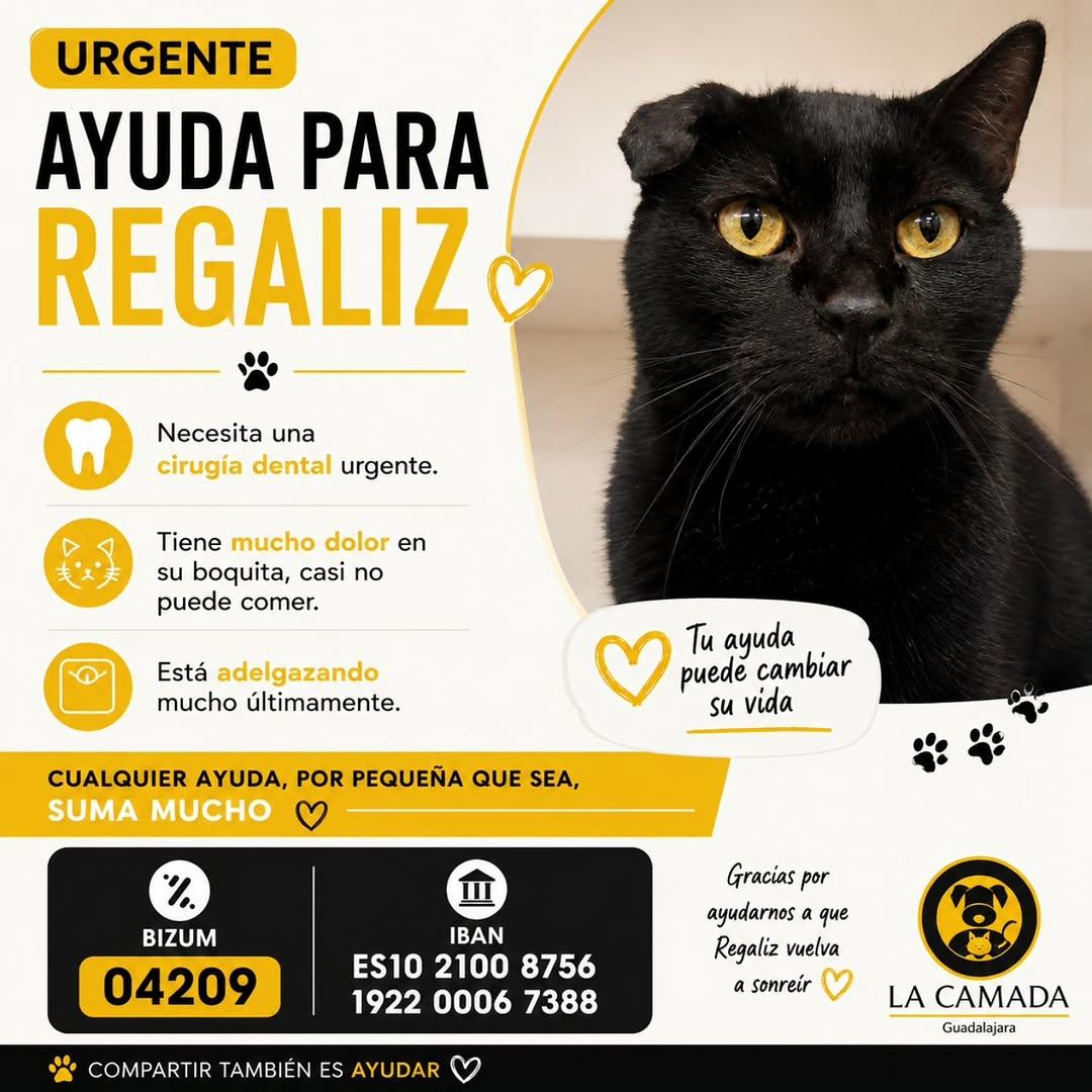 Regaliz