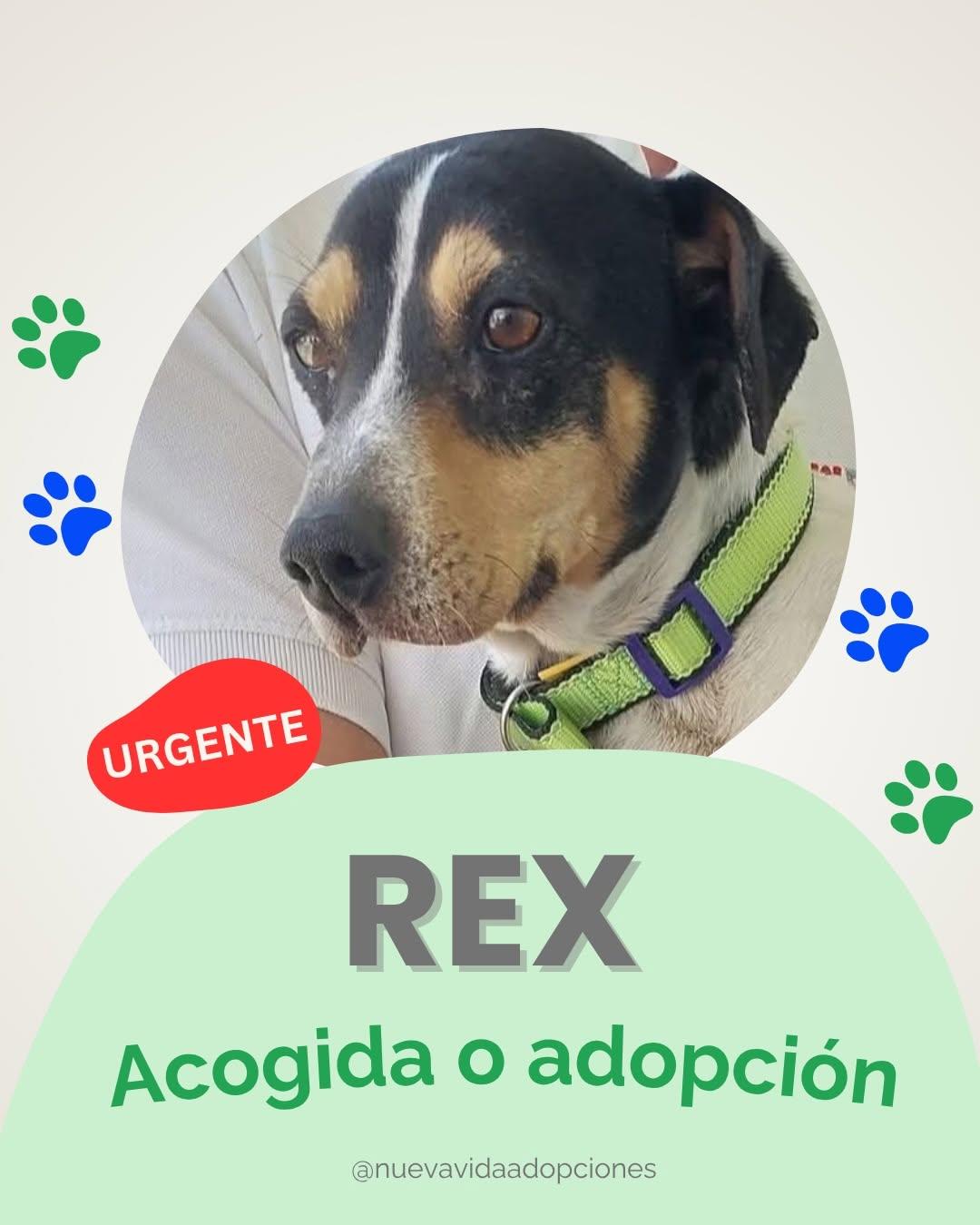 REX (1/4)