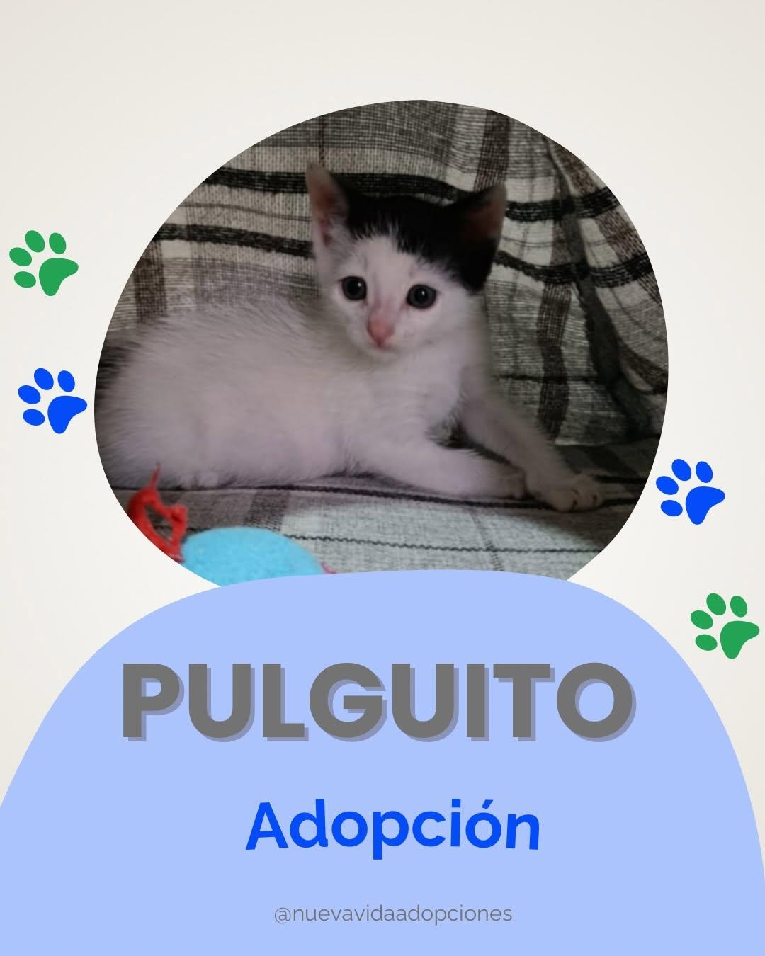 PULGUITO (1/3)