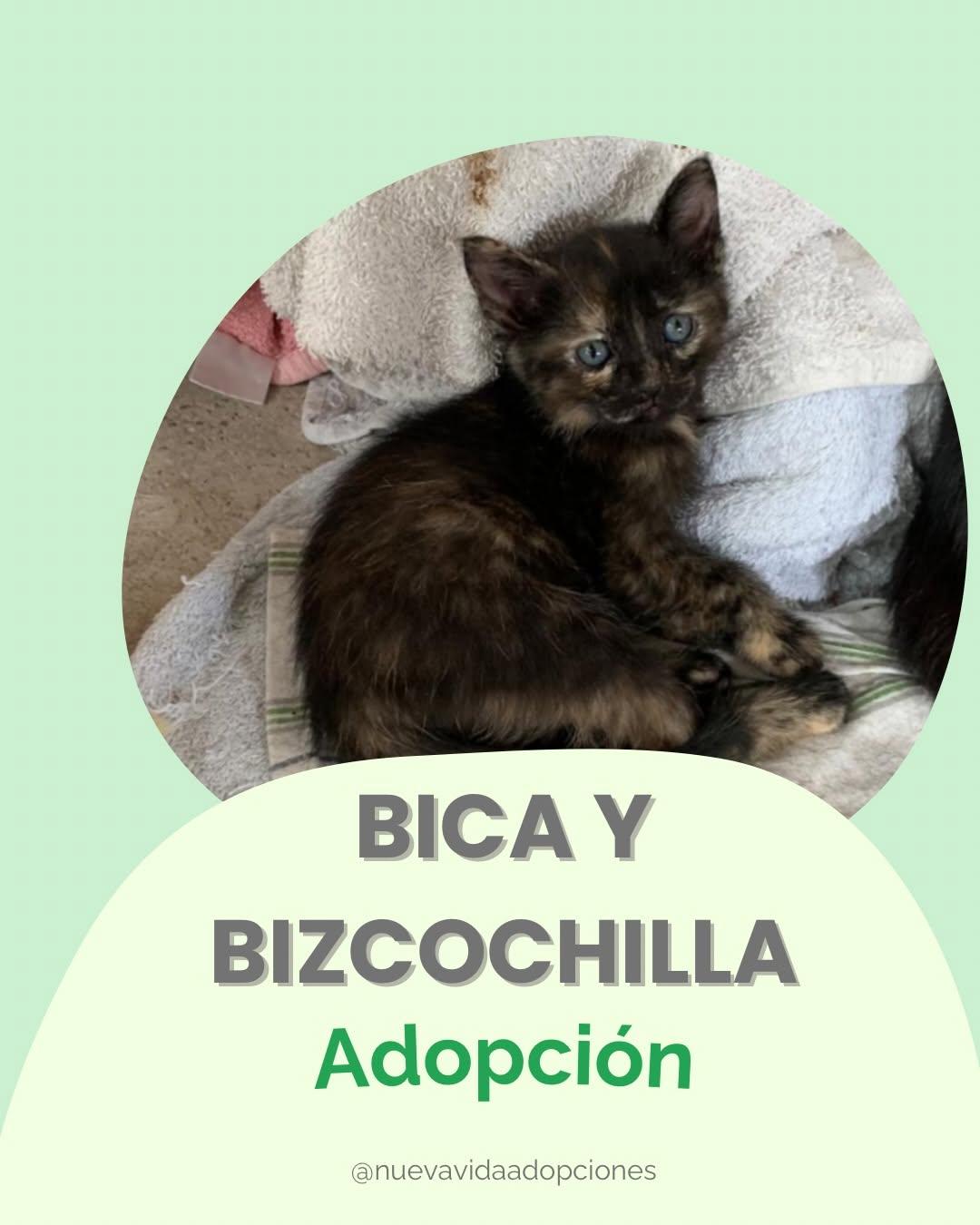 BICA, BIZCOCHILLAS (1/8)