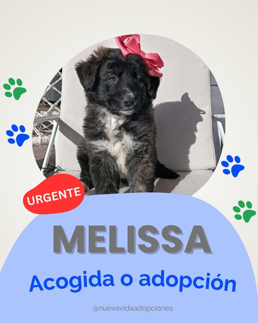 MELISSA (1/4)