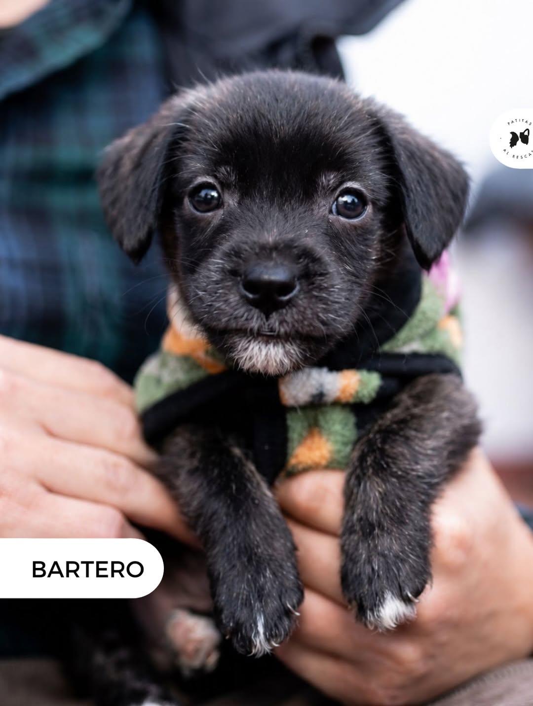 Bartero, Savoy (2/20)