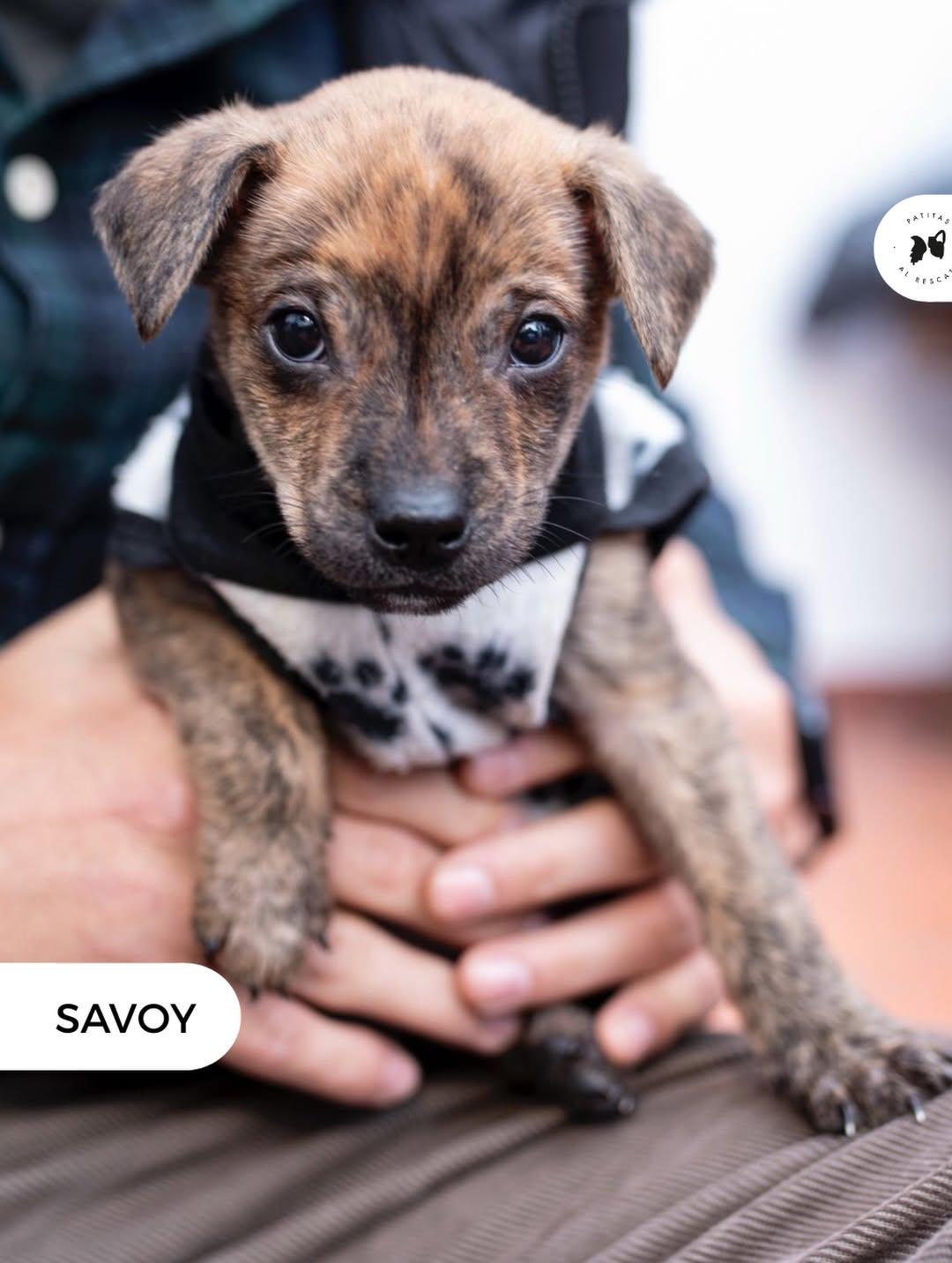 Bartero, Savoy (3/20)