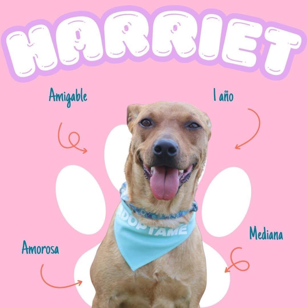 Harriet (1/3)
