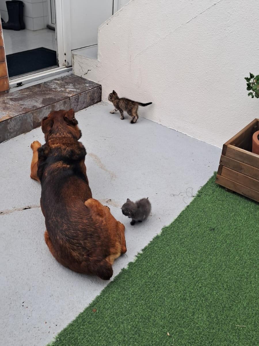 2 animalitos (2/6)