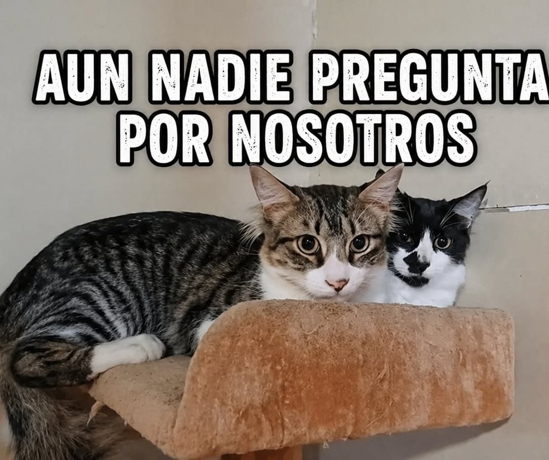 Miel, Milo
