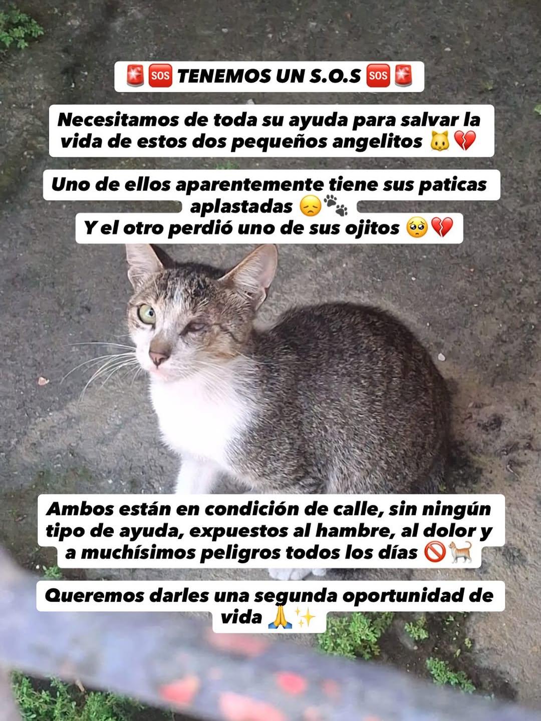 2 animalitos (2/4)