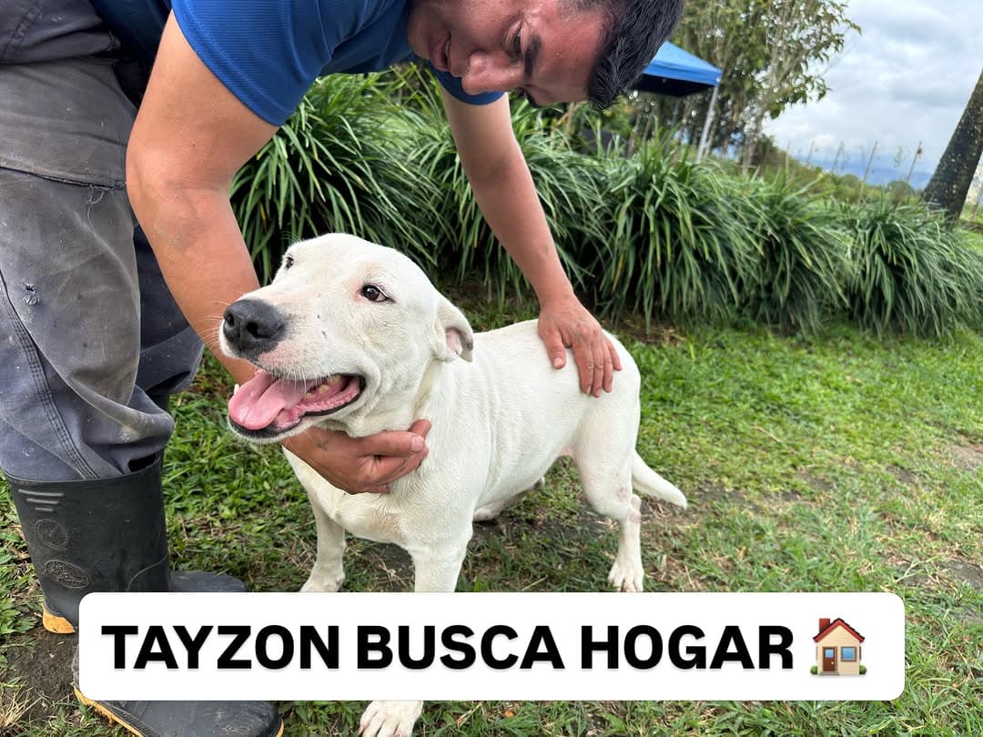 Tayzon (1/4)