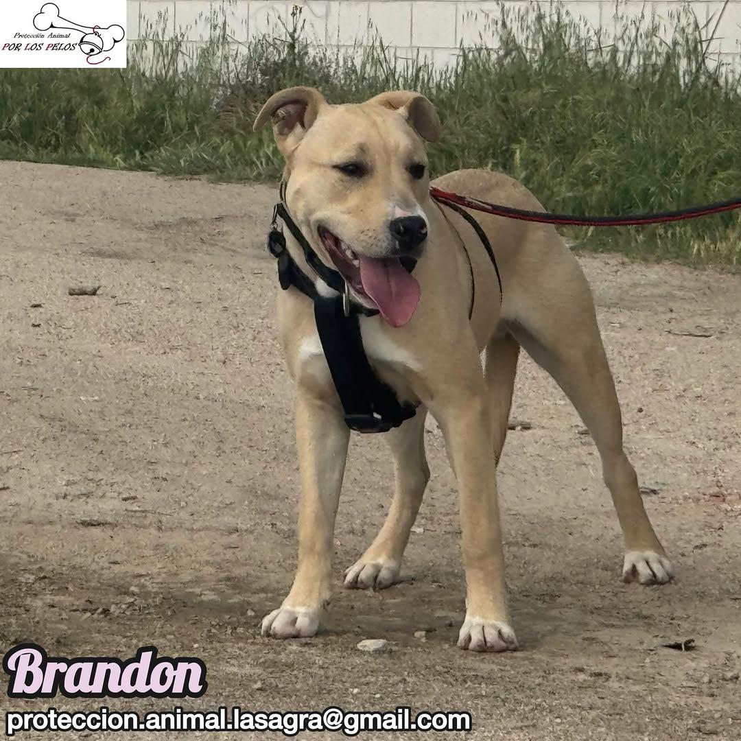 Brandon (2/8)