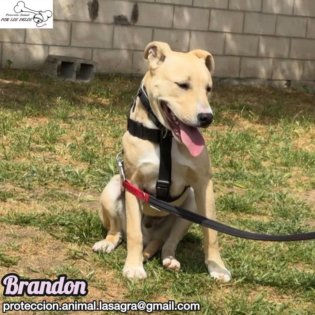 Brandon (3/8)