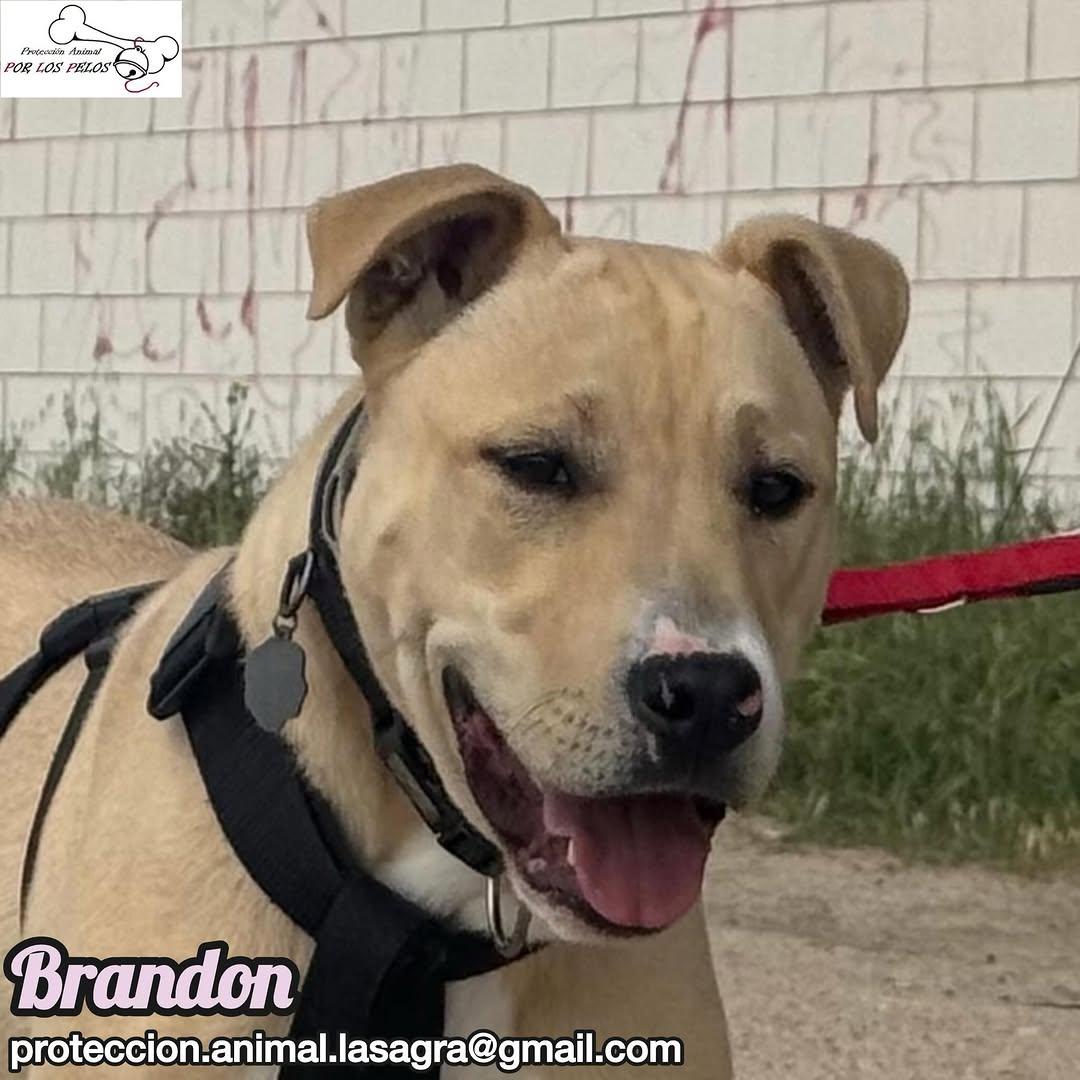 Brandon (4/8)