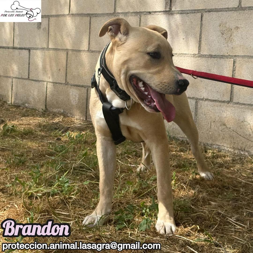 Brandon (5/8)