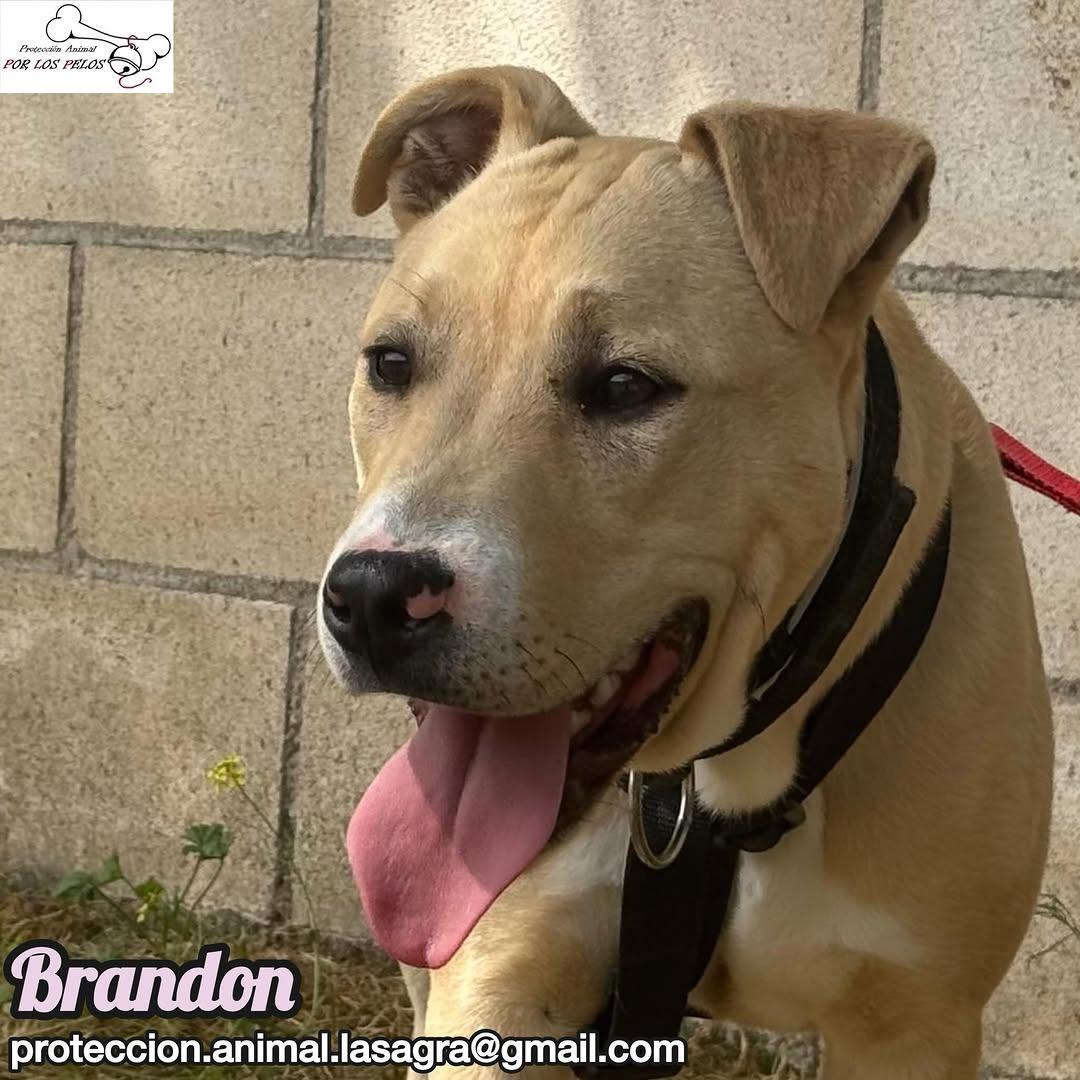 Brandon (6/8)