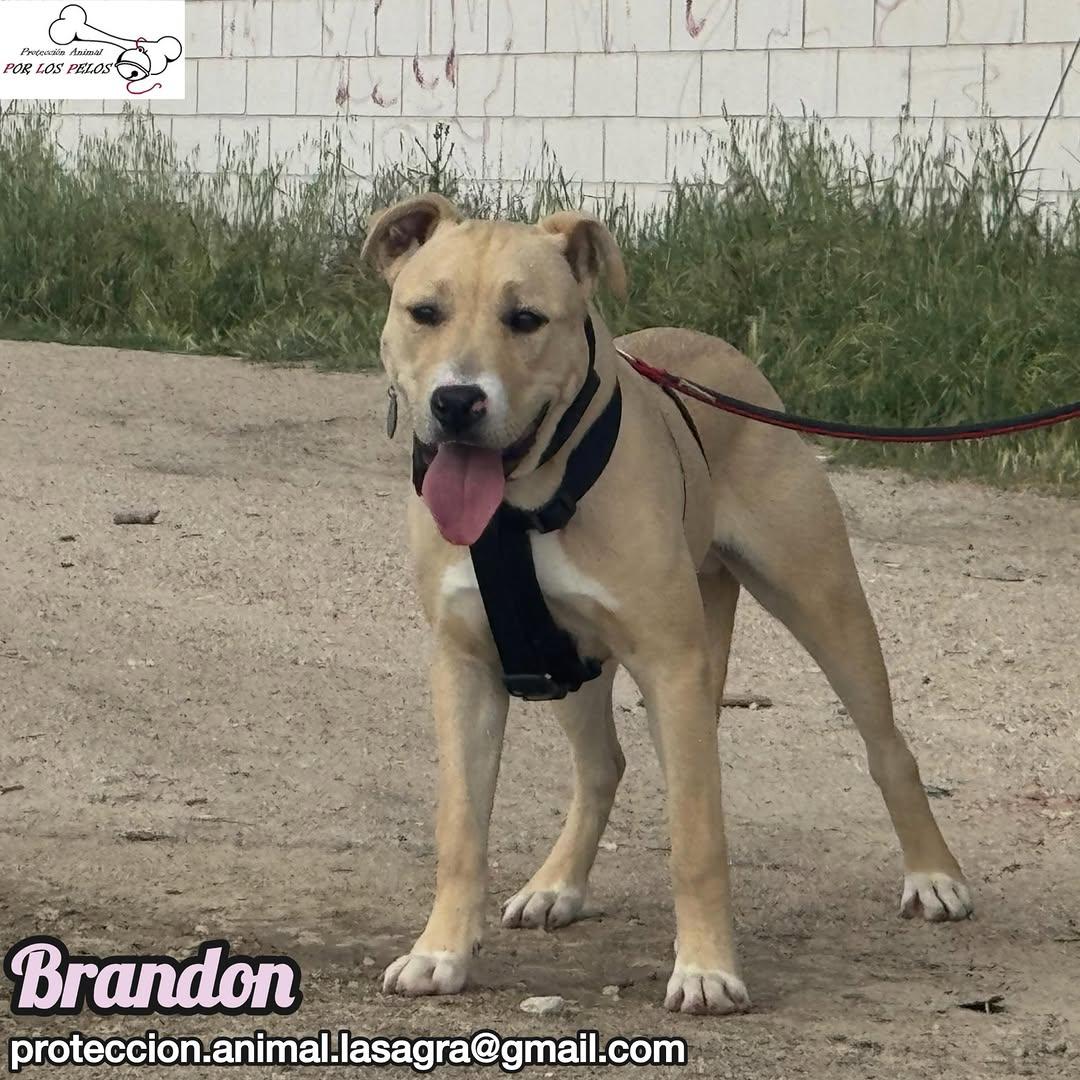 Brandon (7/8)